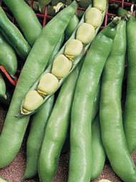 30025-Fava-Bean